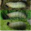 carch alceae larva5 volg20